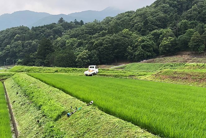 米 令和8年 つぶら野米 コシヒカリ 白米3kg 玄米3kg 計6kg [つぶら野米 山梨県 韮崎市 20743372] こめ コメ お米 白米 精米 玄米 こしひかり