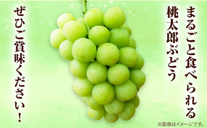 岡山県産桃太郎ぶどう（1房680g以上）1房入り　令和7年産先行受付《9月上旬‐10月中旬頃出荷》【配送不可地域あり】---H-26a---