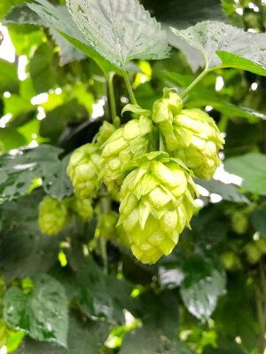 ＜京都・一乗寺ブリュワリー＞【受注生産】クラフトビール 8本セット「亀岡ハーベストブリュー＆一乗寺スタウト」≪ビール 地ビール セット 京都 飲み比べ≫