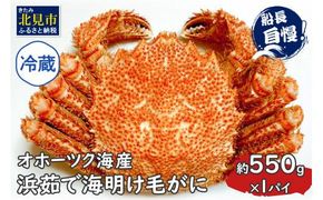 【予約：2026年3月下旬から順次発送】【旬の浜ゆで毛ガニを冷蔵便で】オホーツク海産 浜茹で海明け毛がに 約550g×1パイ 冷蔵 ( かに 蟹 魚介類 海鮮 )【114-0027-2026】