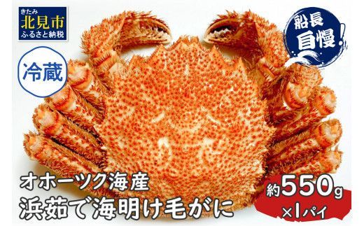 【予約：2026年3月下旬から順次発送】【旬の浜ゆで毛ガニを冷蔵便で】オホーツク海産 浜茹で海明け毛がに 約550g×1パイ 冷蔵 ( かに 蟹 魚介類 海鮮 )【114-0027-2026】