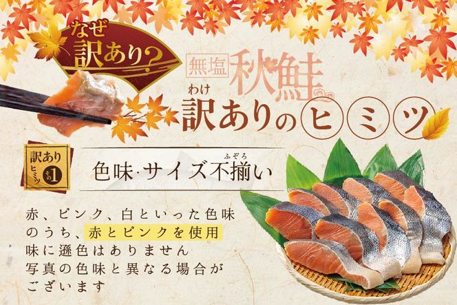 【訳あり】「秋鮭の切り身（無塩）」2.8kg【MS000MG01】