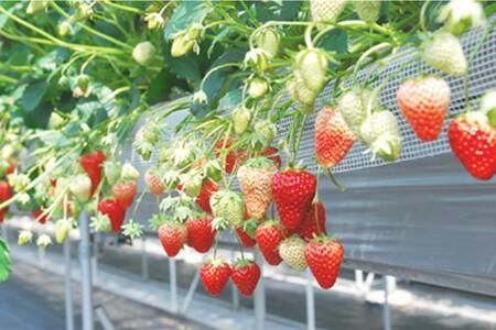 いちごフロマージュ6個セット 【佐賀県産 クリームチーズ 生クリーム ドライいちご 贅沢】(H017105)