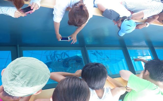 「みんなで育てるジンベエザメ」育成寄付＜ジンベエザメグラスボート乗船券2枚付き＞