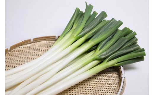 【先行予約】 産地直送・新鮮！ 白ネギ 3kg 西日本有数の産地で育った白ねぎ 長ネギ ネギ ねぎ 野菜 鍋 長ねぎ 葱 0B1-01