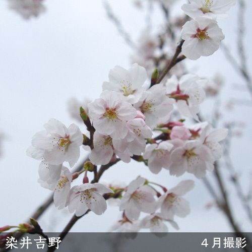 すだ農園＞2年生 苗木 ◇サクラ(桜) 染井吉野(ソメイヨシノ)[地掘苗