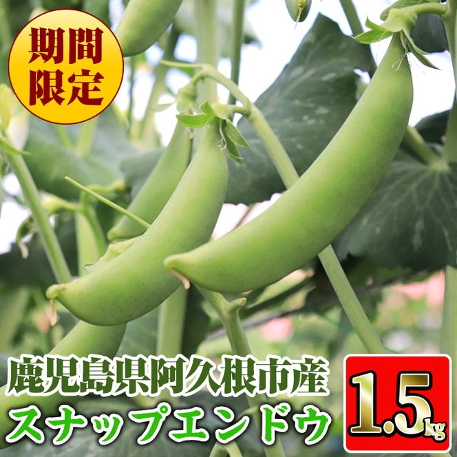 ＜先行予約受付中！2026年1月中旬以降順次発送予定＞数量限定！鹿児島県阿久根市産スナップエンドウ (1.5kg) サラダスナップ 国産 鹿児島県産 阿久根市産 えんどう 野菜 豆 エンドウ スナップえんどう 煮物 和え物 炒め物 豆類【牧内健志】akn050-01