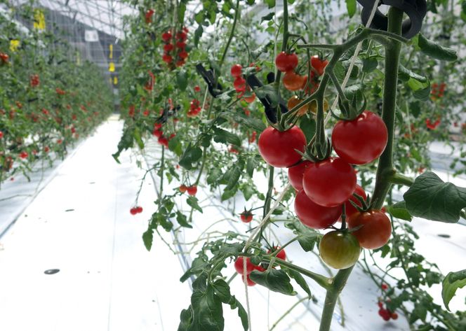愛情たっぷり育てられた極糖トマト　うふふの実 1kg×2