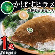  かぼすヒラメ (1尾・約1kg前後) ひらめ 平目 直送 漁師 養殖 魚 鮮魚 白身魚 獲れたて 刺身 煮つけ 唐揚げ 塩焼き 冷蔵 国産 大分県 佐伯市 蒲江産【CX02】【大分県漁業協同組合】