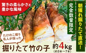 【2025年3月先行予約】熊本県 御船町 掘りたて たけのこ 4kg タケノコ 竹の子 冷蔵 ギフト グルメ 野菜 お祝い 春 筍《2025年3月上旬-4月下旬頃出荷》 有限会社ニシムラ---sm_cnisinoko25_ak3_24_19500_4kg---