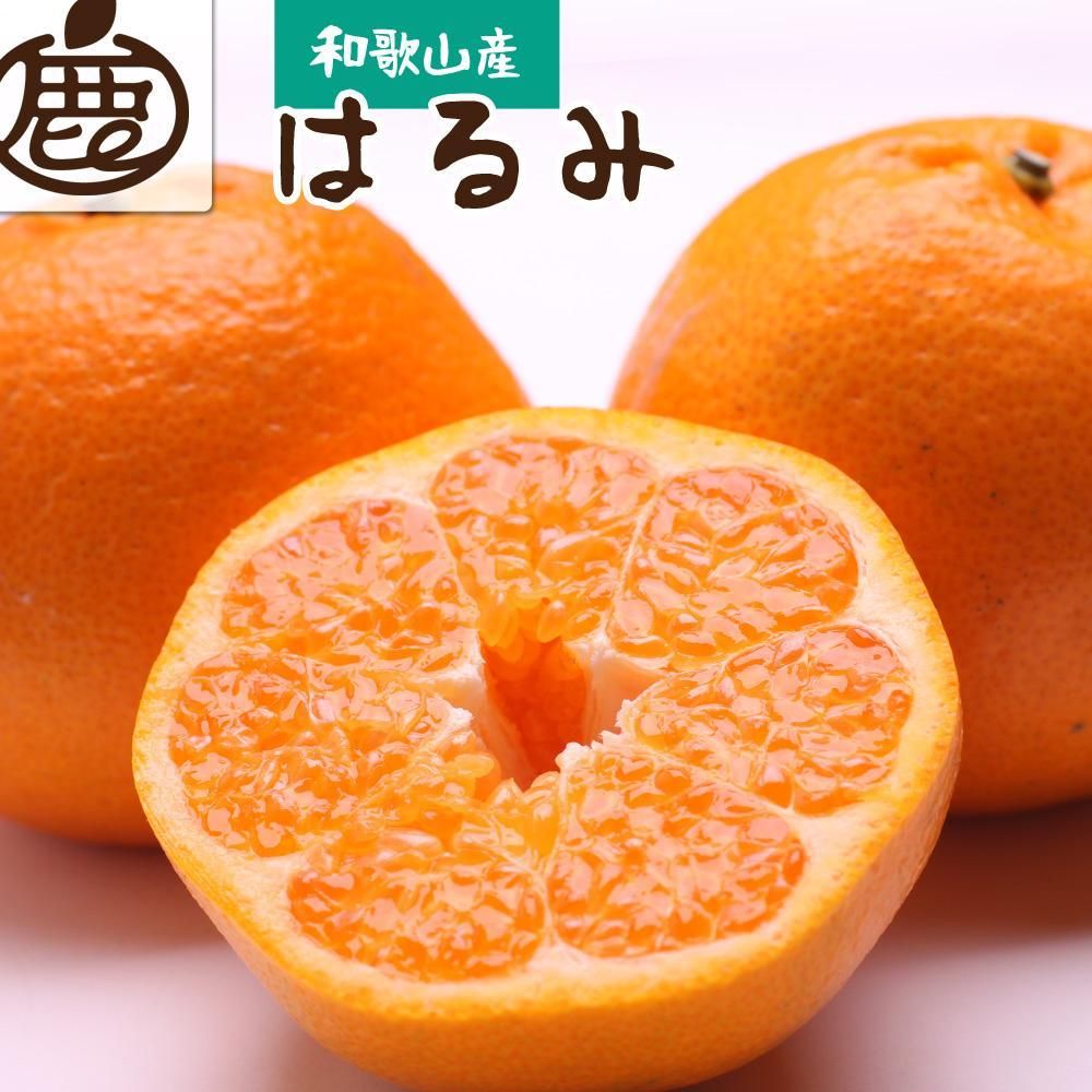 [2月より発送]厳選 はるみ1.5kg+45g(傷み補償分)[デコポンの姉妹品種・新食感春みかん][光センサー選別]