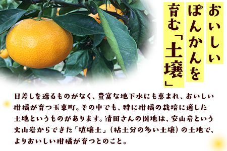 『清晃アグリ』のご家庭用ポンカン 約4kg(M-3Lサイズ)《12月中旬-1月中旬頃出荷》予約受付中 フルーツ 秋 旬 少し青くても甘くてジューシー♪熊本県玉名郡玉東町『清晃アグリ』ポンカン ぽんかん---sg_waguriponkan_q12_24_7500_4kg---