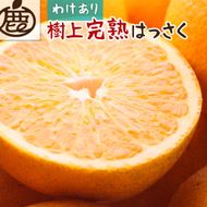 ［先行予約］家庭用 樹上完熟はっさく2.5kg+250g（傷み補償分）［有田の春みかん・五月八朔・木生りはっさく］［光センサー選別］［訳あり・わけあり］ CZ124