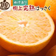 ＜4月より発送＞家庭用樹上完熟はっさく2.5kg+75g（傷み補償分）【有田の春みかん・五月八朔・さつきはっさく・木生りはっさく・きなりはっさく】【光センサー選別】【訳あり・わけあり】    CZ124