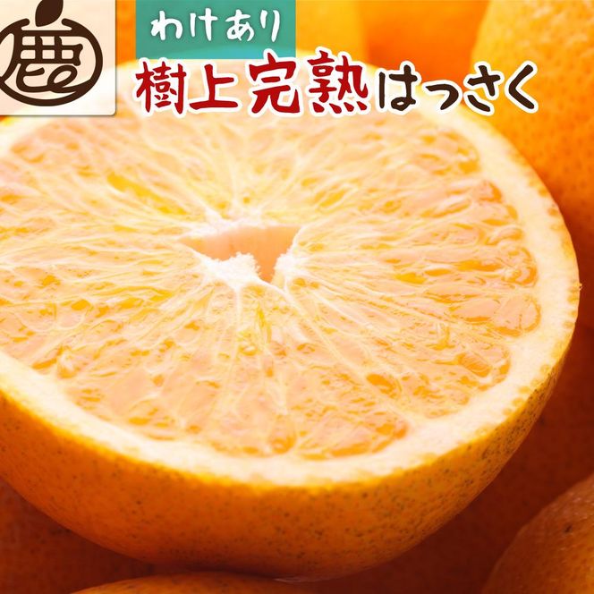 ＜4月より発送＞家庭用樹上完熟はっさく2.5kg+75g（傷み補償分）【有田の春みかん・五月八朔・さつきはっさく・木生りはっさく・きなりはっさく】【光センサー選別】【訳あり・わけあり】    CZ124