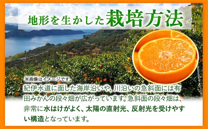【先行予約】有田みかん 秀品 5kg(サイズおまかせ)とち亀物産 紀伊国屋文左衛門本舗《10月中旬-1月中旬頃出荷予定》和歌山県 日高町 有田みかん みかん 果物 フルーツ ブランド果実---wsh_ttk23_10c1c_25_16000_5kg---
