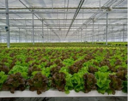 4A3天然水のサラダ（根付きリーフレタス）