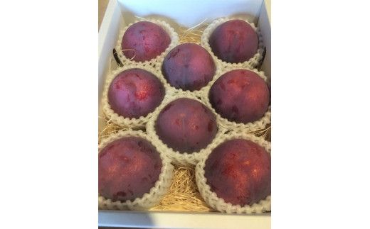 【2025年発送分 先行予約】【低農薬　除草剤・化学肥料不使用】すもも（貴陽）6-9玉（2L-4Lサイズ）貴陽 すもも スモモ 李 フルーツ 果物 プラム 低農薬 産地直送 フルーツ プラム 山梨 富士川町