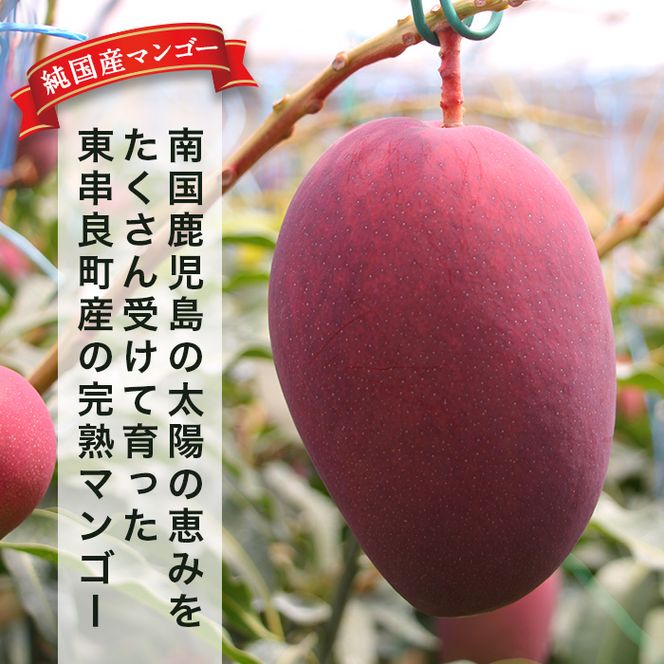 【130691】＜定期便・全10回＞鹿児島県産！南国の恵み！完熟マンゴー(1回のお届け1kg・2～3個入り)【甘宮】