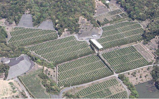 四万十 文旦 家庭用 10kg 早期受付 期間限定 数量限定 人気 ぶんたん 土佐文旦 ブンタン 冬 旬 限定 国産 フルーツ 果物 柑橘 高知 四万十 しまんと お取り寄せ 産地直送 【配送時期：2026年2月下旬～3月上旬】25-782