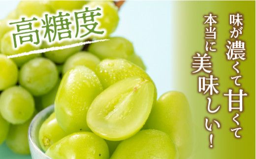 【2026年発送★先行予約】笛吹市産　シャインマスカット　約1.5kg（2～4房） 205-007ｰ26y