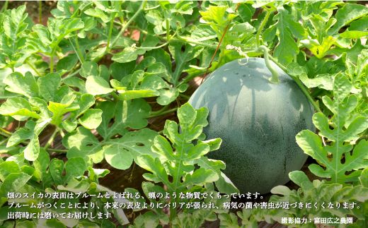 《2026年分受付中》『夏の女神』大玉！種が少なくて甘い黒皮スイカ1玉入（6～8kg）【01061】