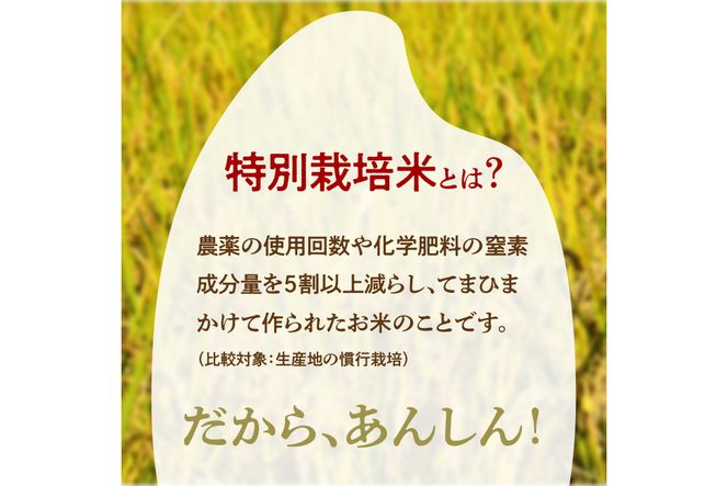 令和6年産 特別栽培米コシヒカリ 丹後椿（京丹後森本産） 5kg【定期便6回】　AG00011