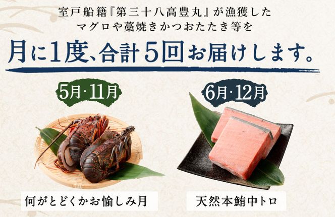 定期便 年5回 海からの贈り物！マグロとカツオのお楽しみセット まぐろ マグロ カツオのたたき ネギトロ  刺身 海産物 魚介類 鮪 まぐろたたき 鰹 魚 高知 海鮮 冷凍 訳あり 不揃い 故郷納税 10万円 ５回 送料無料 室戸 all tk006!