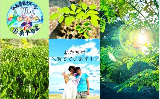 モリンガ甘番茶　1袋（10包入り）_1745R