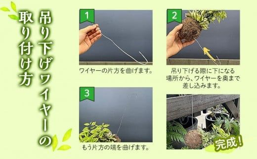 観葉植物 苔玉 2個セット (品種おまかせ)_M238-003（宮崎県宮崎市