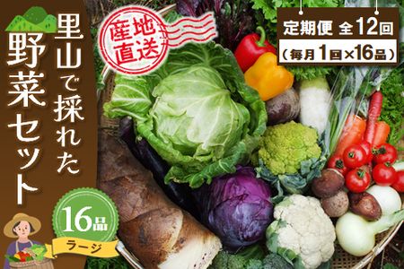 年間定期便12回 里山で採れた野菜セットラージ 16品 【有機野菜 おまかせ野菜セット イタリア野菜 西洋野菜 定期便】(H078110)