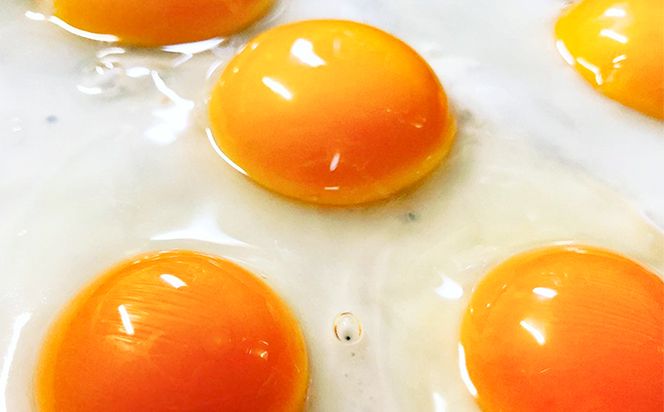 【定期便】土佐ジローたまご　　1箱(25個入)×3回（4週間毎）