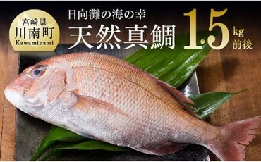 『日向灘の海の幸』天然真鯛(活き締め) 魚 [H1706]
