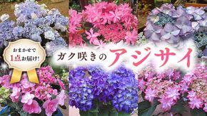 ≪先行予約≫アジサイ ガク咲き 【 おまかせ 1点 】【2025年4月上旬頃より発送開始】 植物 花 インテリア フラワー 紫陽花 お花 園芸 初夏 梅雨 ガーデニング [BG005us]