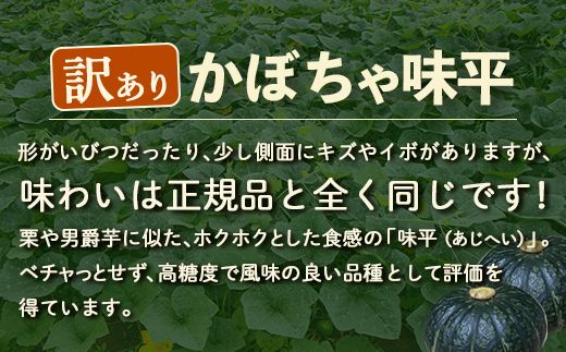【2026年9月以降順次発送】【訳あり】北海道 豊浦産 かぼちゃ 味平 約10kg 5～7玉入り TYUH006