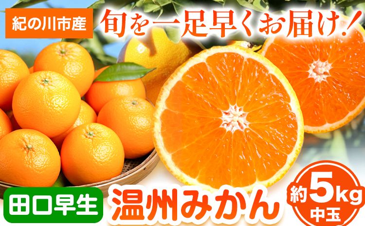 [先行予約]早生みかん(田口早生) 約5kg[11月中旬〜12月末頃より順次出荷(土日祝除く)]m&n果実園 和歌山県 紀の川市 送料無料 蜜柑 柑橘 果物 フルーツ 温州みかん 早生みかん 田口早生--wsk_mnk11_bc11_23_11000_5kg---