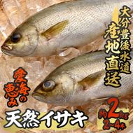 天然 イサキ (約2kg・計2-4本) 直送 産直 漁師 魚 鮮魚 天然 イサキ 鶏魚 白身魚 獲れたて 刺身 煮つけ 塩焼き 冷蔵 豊後水道 大分県 佐伯市 愛海の恵み【CS07】【 (有)丸昌水産】