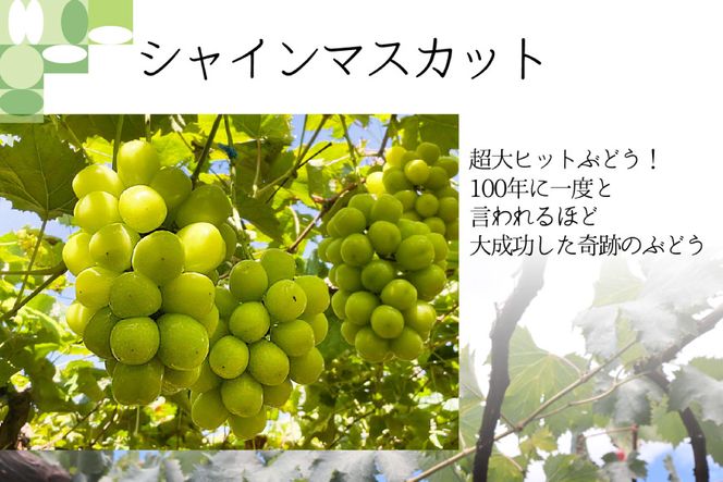 シャインマスカット 予約 2kg 相当 2回 定期便 計 4kg 【2027年発送】 NS-1011 韮崎翠緑セレクト [韮崎翠緑 山梨県 韮崎市 20742828] シャイン 山梨 やまなし ぶどう ブドウ 葡萄 マスカット 種なし 果物 フルーツ 山梨県産 産地直送 期間限定 季節限定 冷蔵