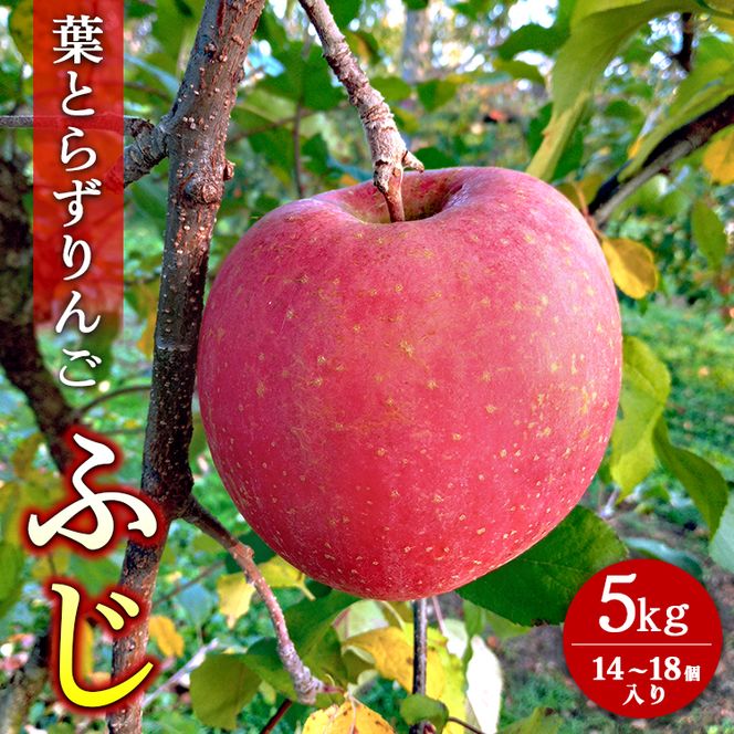 葉とらずりんご【ふじ】5kg　14個～18個入り【10/25受付終了】林檎 リンゴ フルーツ 果物 数量限定 ※2023年11月上旬～11月下旬頃に順次発送予定 ※離島・沖縄への配送不可 ※着日指定不可