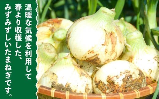 【2026年3月～発送】たまねぎ 10kg 南島原市 / 島原雲仙農業協同組合 南部基幹営農センター [SAB002]