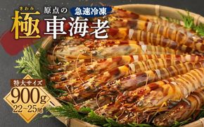 ｢極｣ 原点の車海老 ｢急速冷凍｣ 900g (22～25尾) 特大サイズ【2024年10月上旬より順次発送予定】