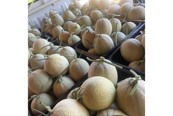【先行予約／数量限定15】新芳露メロン1玉(2026年7月中旬～発送)　FK00012