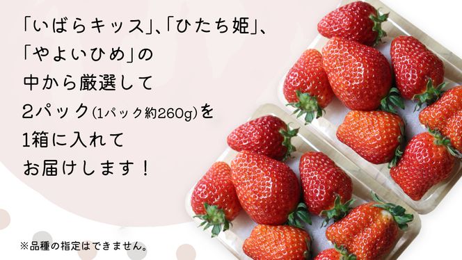 【 先行予約 】 【 定期コース 】 厳選 いちご 2パック 【 毎月 第1木曜に全3回発送 初回発送 2025年1月9日 】 ( 茨城県共通返礼品 : 常陸太田市 ) 約260g×2パック いばらキッス ひたち姫 やよいひめ から 厳選して お届け 定期便 いちご 数量限定 果物 くだもの フルーツ 苺 イチゴ 数量限定 [ES004us]