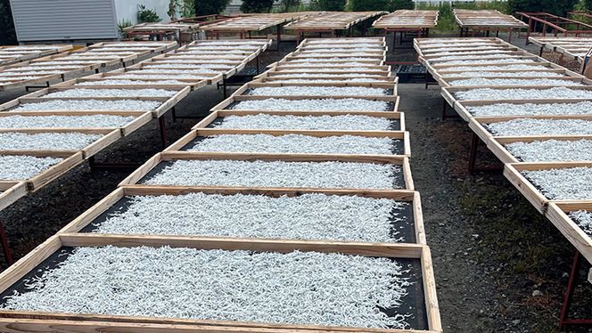 しらす干し 天日乾燥 800g(400g×2)（共通返礼品：茨城県北茨城市） 国産 新鮮 厳選 ビール おつまみ ご飯のお供 サラダ 魚介 子ども 健康 カルシウム [CZ001us] 小分け