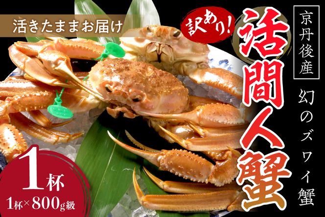 【訳あり！！幻のズワイ蟹】　京丹後産　活間人蟹　鮮度抜群、活きたままお届け！！ 800g級（足1本落ち）×1杯　YK00068