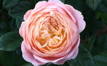 バラ鉢植え「アイ ウィル」 SWBD001