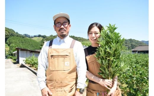 日向市産 しきみ [黒田樒園 宮崎県 日向市 452060139]