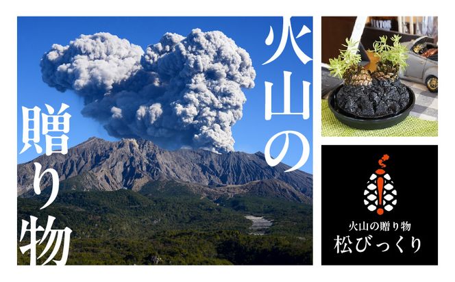 火山の贈り物　ミニ観葉植物『松びっくり』　溶岩土台松ぼっくり苔植物　K089-001