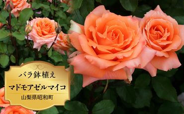 バラ鉢植え「マドモアゼルマイコ」 SWBD004