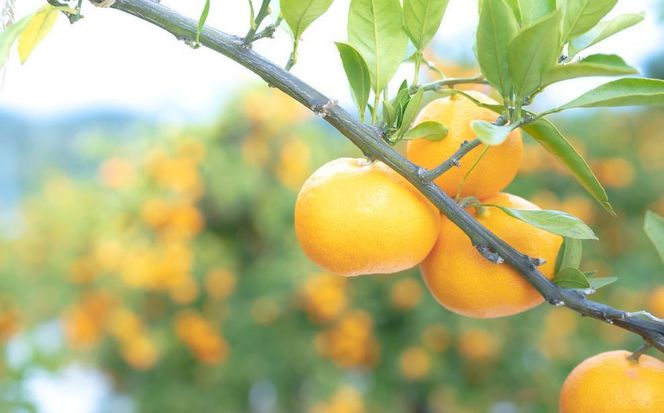 年内発送 完熟早生 有田みかん 大玉 特秀 2L または L サイズ 5kg 和歌山 南泰園 みかん BS629